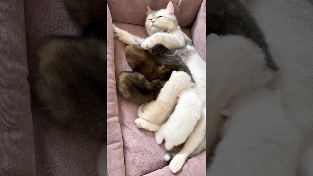 Котятам кошки Кайли 18 дней.