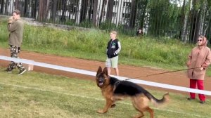 МОЛОДЫЕ СУКИ / КЧК ЗАРЕЧНЫЙ 22 июня`25 Ю.Скиба Моно немецких овчарок