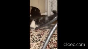 Пушистый котенок