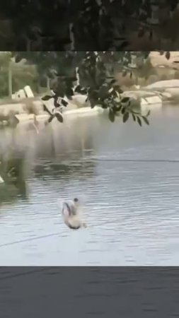 Курица поверила в себя