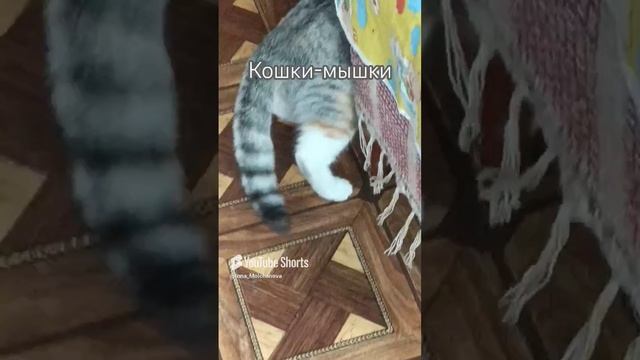 КОШЕЧКА АЛИСА И МЫШЬ 1000050917.mp4