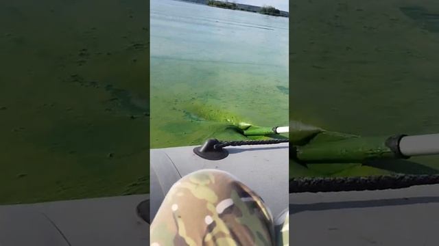 Зелёная жижа: а это кадры с воронежского водохранилища. Го плавать. 🤫