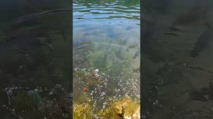 Чистейшее Мраморное озеро в Новосибирской области