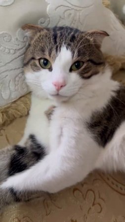 #cat #catlover #смешно #животные #котик #cats #cat #кот #смешно