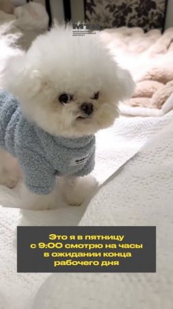 Вы сегодня настроены на продуктивный день?