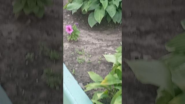 Приятно когда цветы не выдирают и мусор на клумбы не бросают