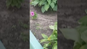 Приятно когда цветы не выдирают и мусор на клумбы не бросают