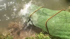 предварительный улов на большом водоёме