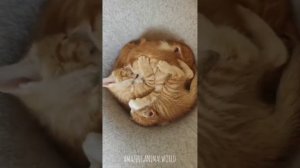 котики