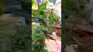 Мася