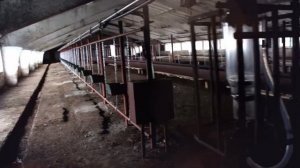 Молокопровод, столовое оборудование с поением