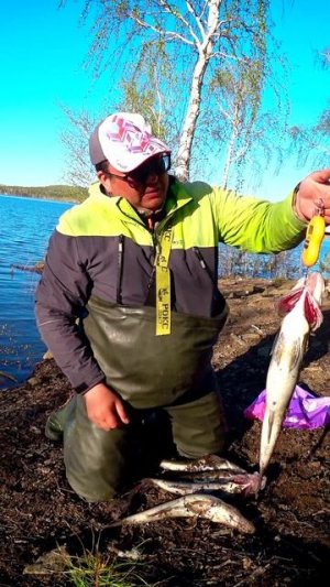 КАК ВАМ ЭКЗЕМПЛЯР? #shorts #рыбалка #fishing #рыба #fish #эдвардкосичка #природа #nature #отдых