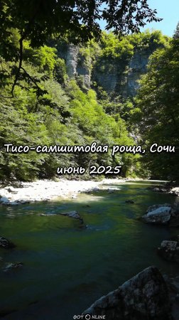 Тисо-самшитовая роща, Сочи. Июнь 2025