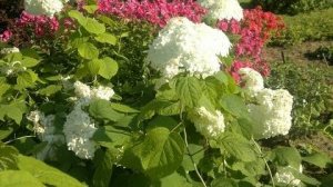 Размножение черенками: гортензия, туя, хвойные, вейгела и другие декоративные растения