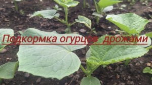 Подкормка огурцов дрожами