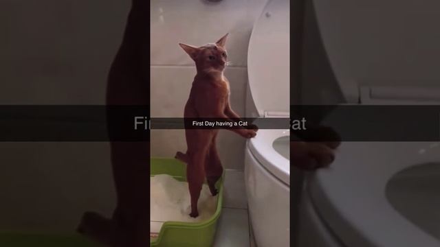 какающий мальчик