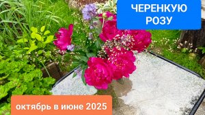 Черенкую розу.
Октябрь в июне 2025г