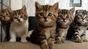 Веселые котята для хорошего настроения! 😸 Подборка приколов с котами и котятами! 💖💖💖