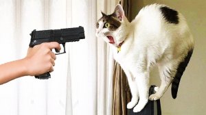 СМЕШНЫЕ КОТЫ 2025 ЛУЧШИЕ ПРИКОЛЫ С КОТАМИ, КОШКИ, КОТИКИ, СОБАЧКИ, СМЕШНОЕ ВИДЕО
