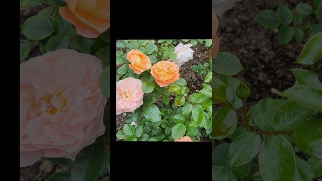 РОЗОВЫЙ ВАЛЬС 04-07-2025