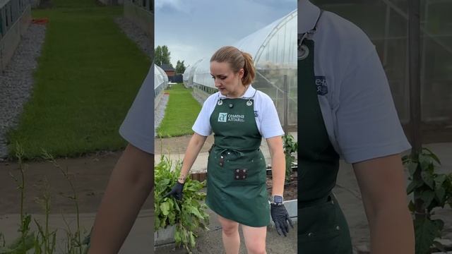 КАЛИЙ БЕЗ ХИМИИ