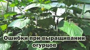 Не повторяйте моих ошибок при выращивании огурцов!