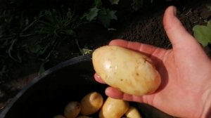 Первая  картошка нового урожая