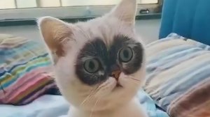 СМЕШНЫЕ КОТЫ 2025 ЛУЧШИЕ ПРИКОЛЫ С КОТАМИ, КОШКИ, КОТИКИ, СОБАЧКИ, СМЕШНОЕ ВИДЕО