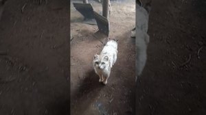 плуги и их себестоимость и комплектация в деревне
