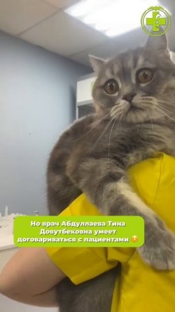 Котик на приеме
