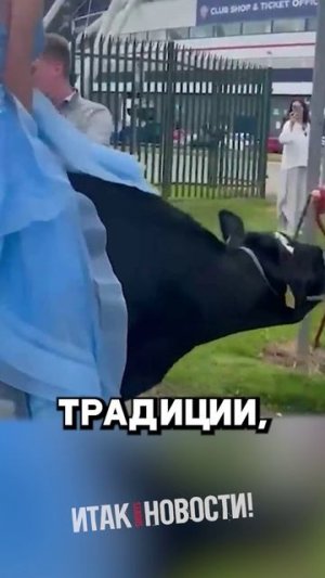 Нарядная Школьница приехала на Выпускной на Корове #тикток #новости #лайк #шок #выпускной