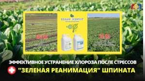 Эффективное устранение хлороза при выращивании шпината в полевых условиях