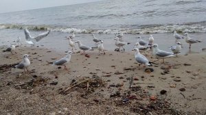 Почему они вечно голодные