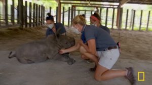 Crash Landing: Baboons, Rhinos, & More! (Full Episode) | Secrets of the Zoo: Tampa | Nat Geo Animals