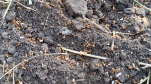 Муравей и самка