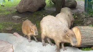 VID_20250704_194348_652.mp4