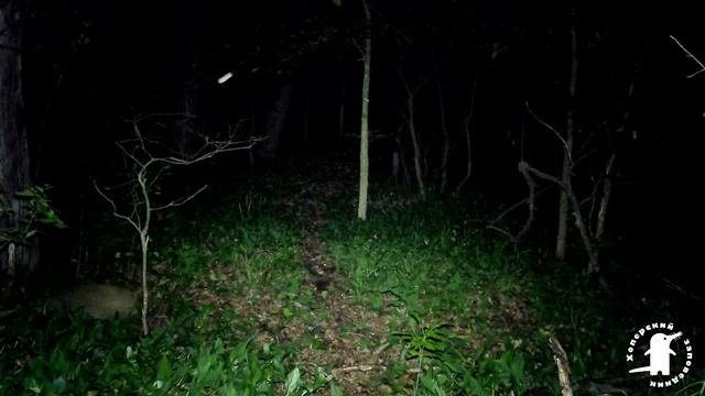 Жизнь леса. Лесная тропа 1