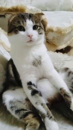 #cat #кот #смешно #кошка #котики #catlover #cute #котик #юмор #животные