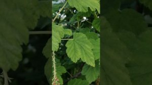 Высокогорная смородина цветет и поют красиво птицы