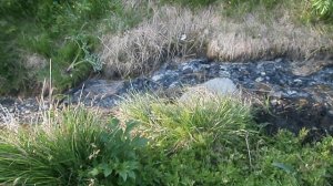Ручеёк из сероводородной воды