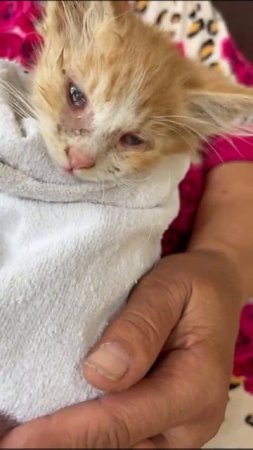 Срочно нужно спасать котят !