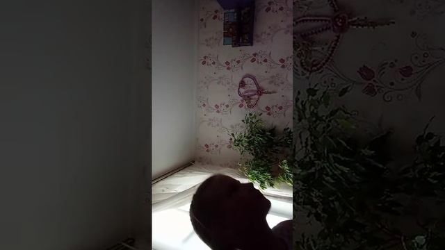 поааиаов