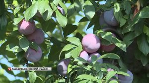 В южном Дагестане началась уборка сливы