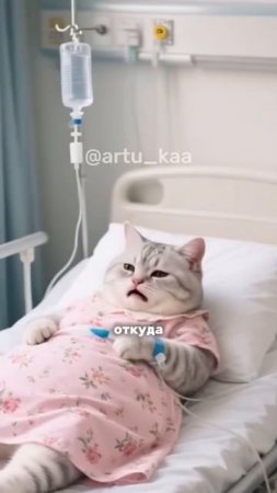 рыжий котик