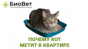 Почему кот метит в квартире