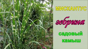 Мискантус украшение сада. Садовый камыш у водоема