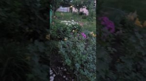 Кирилл