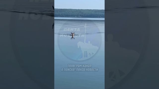 Косуля подплыла к людям в Пензенском районе