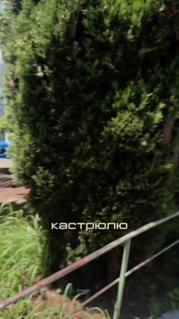 КАК НЕ ПОТЕРЯТЬ ЛАДУ ВО ДВОРЕ