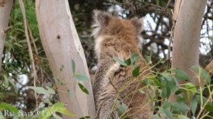 Милые детеныши животных 🐾💖  фильм для расслабления с мирной музыкой [Музыка без рекламы]